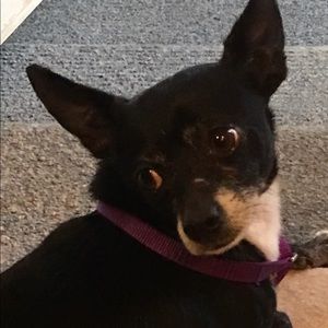 My Posh Mascot Barney